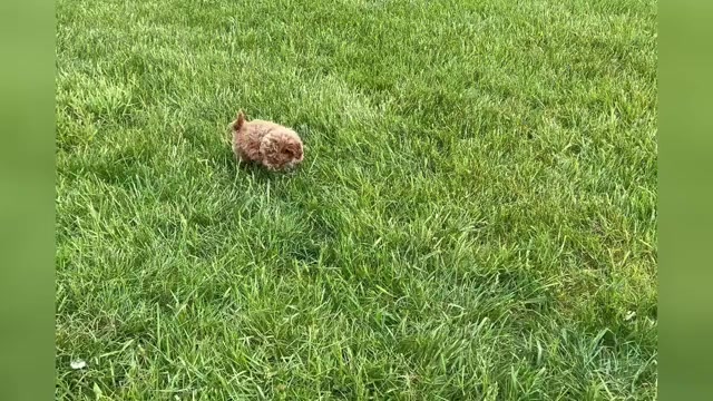 Video preview image #1 Maltipoo Puppy For Sale in WARSAW, IN, USA