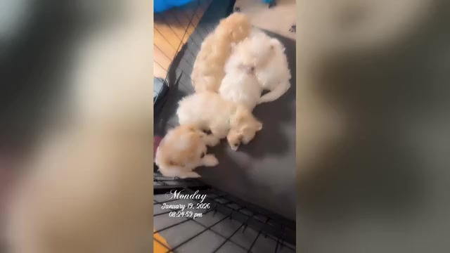 Video preview image #3 Maltipoo (Miniature) Puppy For Sale in HIGH POINT, NC, USA