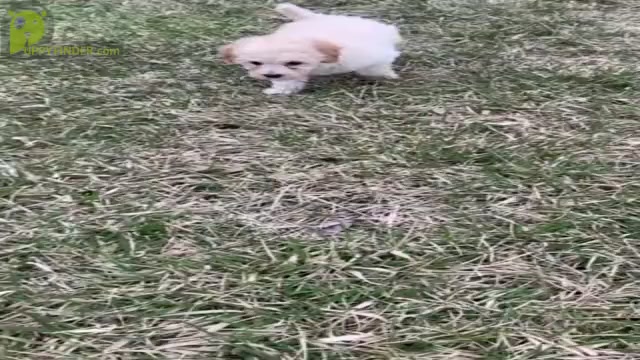 Video preview image #19 Maltipoo Puppy For Sale in WARSAW, IN, USA