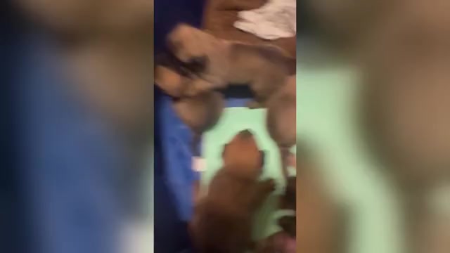 Video preview image #1 Belgian Malinois Puppy For Sale in ATHENS, AL, USA