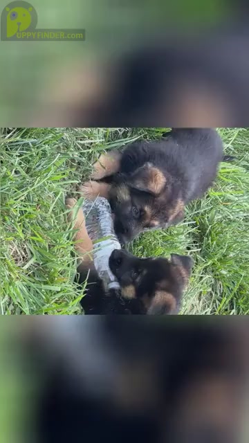 Video preview image #5 German Shepherd Dog Puppy For Sale in HEDGESVILLE, WV, USA