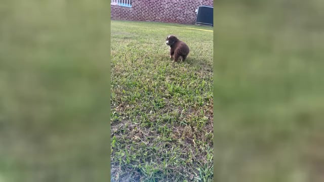 Video preview image #1 Australian Shepherd Puppy For Sale in MOSELLE, MS, USA