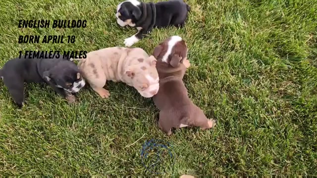 Video preview image #2 English Bulldog Puppy For Sale in GOSHEN, IN, USA