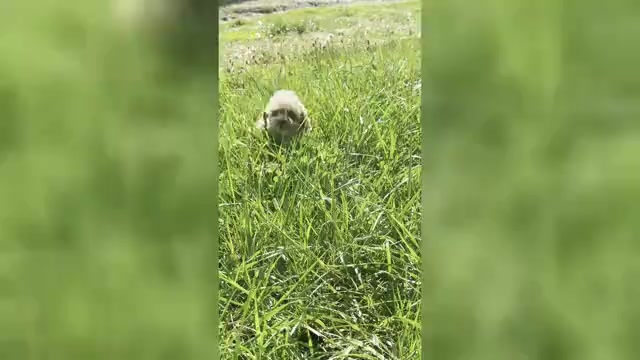 Video preview image #13 Maltipoo (Miniature) Puppy For Sale in WARSAW, IN, USA