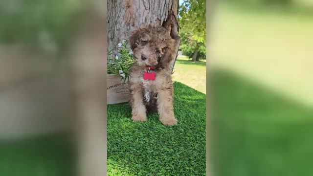 Video preview image #1 Poodle (Miniature) Puppy For Sale in INDIANAPOLIS, IN, USA