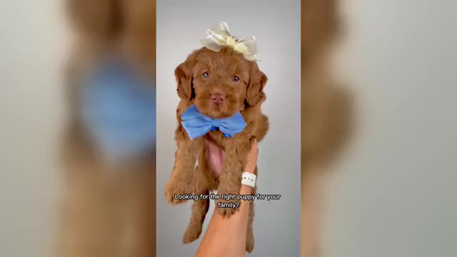 Video preview image #1  Breeder Profile in NORCROSS, GA, USA