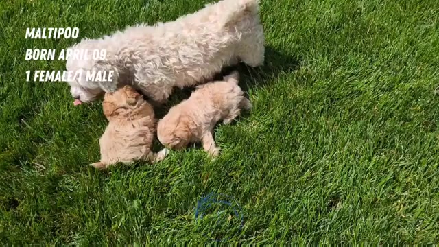 Video preview image #2 Maltipoo Puppy For Sale in GOSHEN, IN, USA