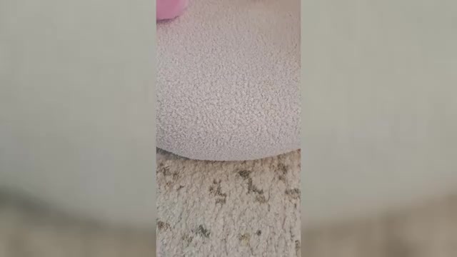 Video preview image #1 Maltese Puppy For Sale in CLERMONT, FL, USA