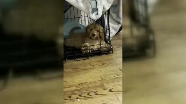 Video preview image #4 Cavapoo (Miniature) Puppy For Sale in BERKLEY, MI, USA