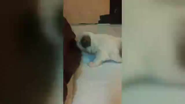 Video preview image #3  Breeder Profile in FANNING SPGS, FL, USA