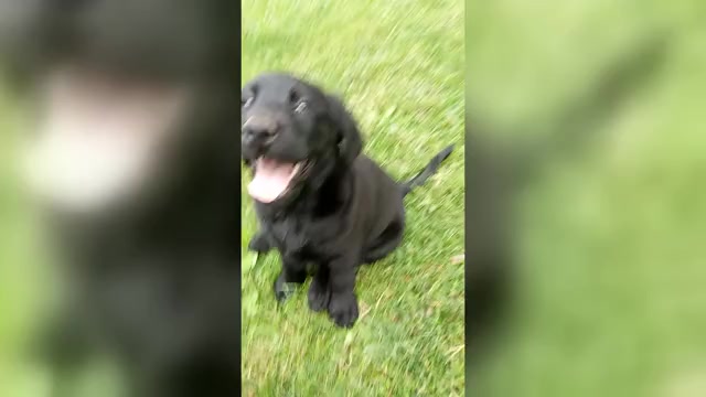 Video preview image #5 Labrador Retriever Puppy For Sale in DES MOINES, IA, USA