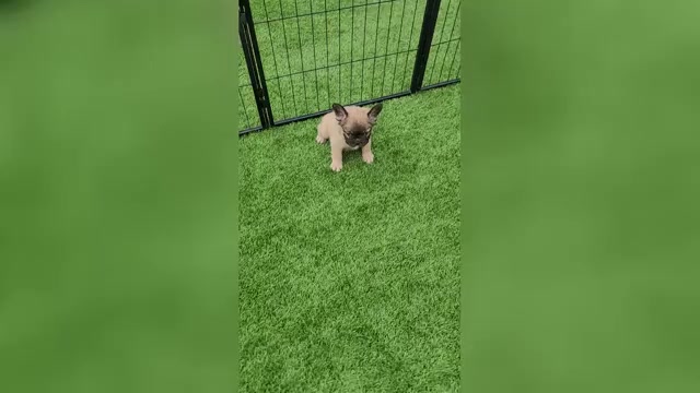 Video preview image #3 French Bulldog Puppy For Sale in LAS VEGAS, NV, USA