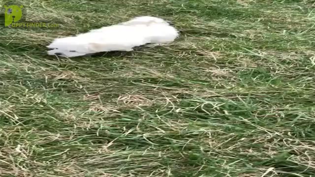 Video preview image #11 Maltese Puppy For Sale in WARSAW, IN, USA