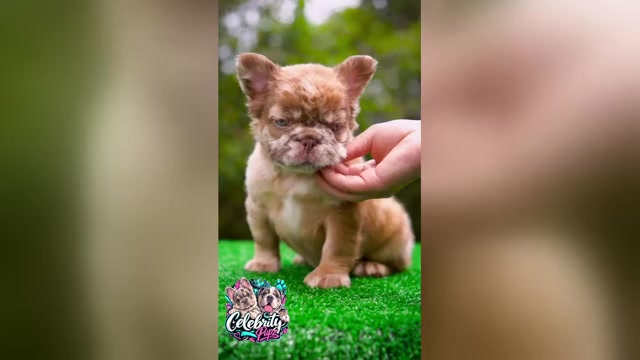 Video preview image #1 French Bulldog Puppy For Sale in CHARLOTTE, NC, USA