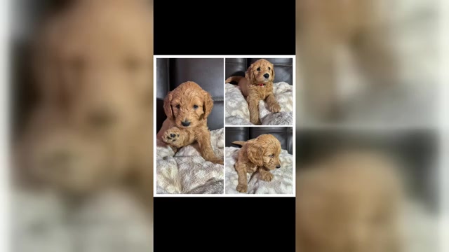 Video preview image #2  Breeder Profile in SPARTANBURG, SC, USA