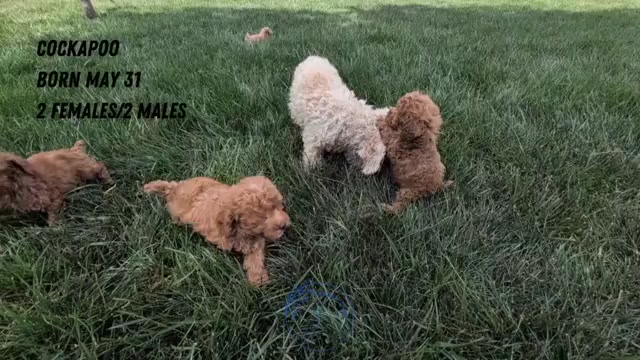 Video preview image #4 Cockapoo Puppy For Sale in GOSHEN, IN, USA