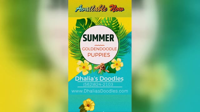 Video preview image #5 Goldendoodle Puppy For Sale in BREA, CA, USA