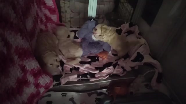 Video preview image #13 Maltipoo (Miniature) Puppy For Sale in SAN ANTONIO, TX, USA