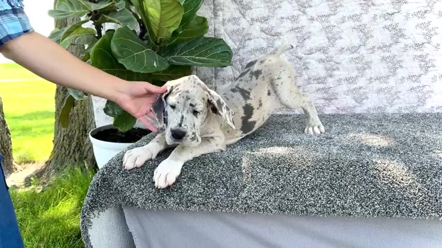 Video preview image #2 Great Dane Puppy For Sale in WAKARUSA, IN, USA