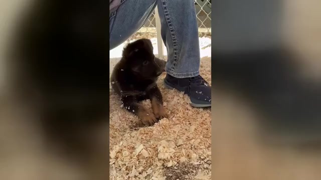 Video preview image #1 German Shepherd Dog Puppy For Sale in NEWVILLE, PA, USA