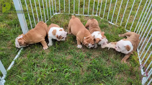 Video preview image #2 Bulldog Puppy For Sale in GREEN FOREST, AR, USA