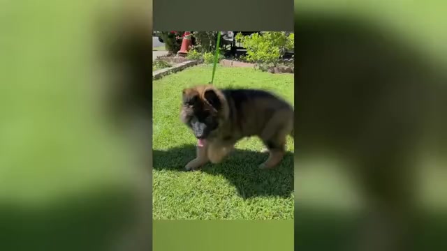 Video preview image #2  Breeder Profile in ANTIOCH, CA, USA