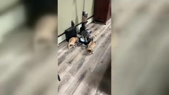 Video preview image #2 French Bulldog Puppy For Sale in BRIGHTON, CO, USA