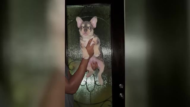 Video preview image #4 French Bulldog Puppy For Sale in IOWA COLONY, TX, USA