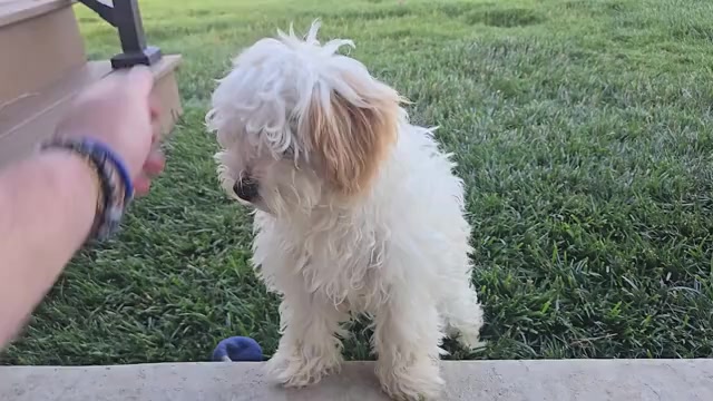 Video preview image #1 Poovanese Puppy For Sale in LEES SUMMIT, MO, USA