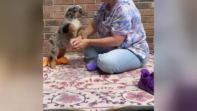 Video preview image #5 Miniature Australian Shepherd Puppy For Sale in HARRISON, OH, USA