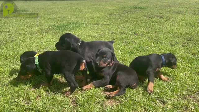 Video preview image #2  Breeder Profile in BOYD, TX, USA