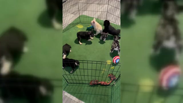 Video preview image #3 French Bulldog Puppy For Sale in DECATUR, GA, USA