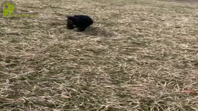 Video preview image #13 Poodle (Toy) Puppy For Sale in WARSAW, IN, USA