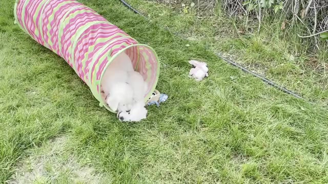 Video preview image #5 English Cream Golden Retriever Puppy For Sale in BISMARCK, ND, USA