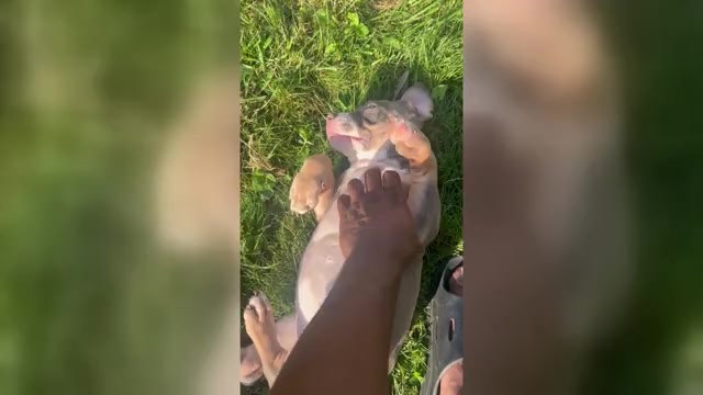 Video preview image #1 American Bully Puppy For Sale in GLASSPORT, PA, USA
