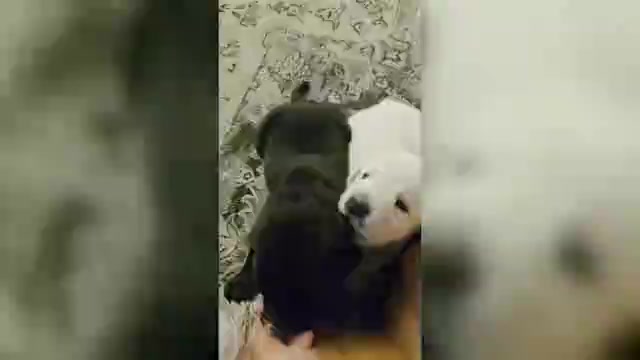 Video preview image #1 Labrador Retriever Puppy For Sale in VICTORVILLE, CA, USA