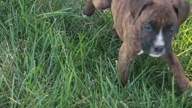 Video preview image #1 Boxer Puppy For Sale in SHIPSHEWANA, IN, USA