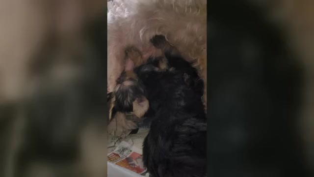 Video preview image #5 Yorkshire Terrier Puppy For Sale in AKRON, OH, USA