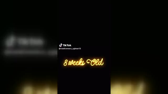 Video preview image #1 French Bulldog Puppy For Sale in UPPER MARLBORO, MD, USA