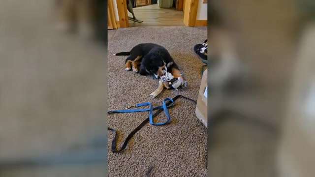 Video preview image #16  Breeder Profile in SALMON, ID, USA