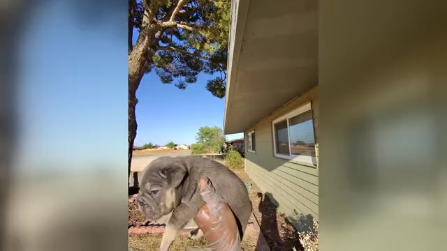 Video preview image #1 French Bulldog Puppy For Sale in PHOENIX, AZ, USA