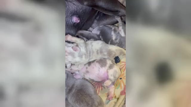 Video preview image #1 French Bulldog Puppy For Sale in ACCOKEEK, MD, USA