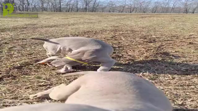 Video preview image #2 Weimaraner Puppy For Sale in LEWISBURG, KY, USA