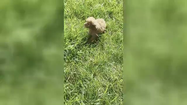 Video preview image #3 Maltipoo (Toy) Puppy For Sale in WARSAW, IN, USA