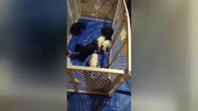 Video preview image #1 Schnauzer (Miniature) Puppy For Sale in ENID, OK, USA