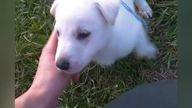 Video preview image #1 German Shepherd Dog Puppy For Sale in PIEDMONT, MO, USA