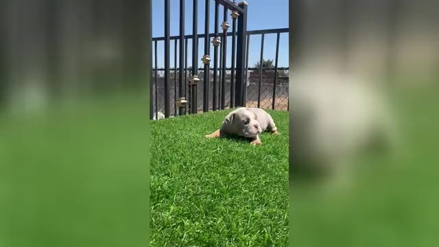 Video preview image #2 English Bulldog Puppy For Sale in VIRGINIA BEACH, VA, USA