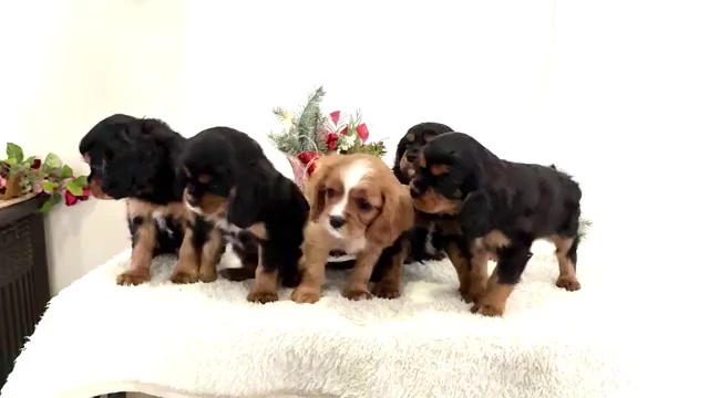 Video preview image #1 Cavalier King Charles Spaniel Puppy For Sale in WAKARUSA, IN, USA