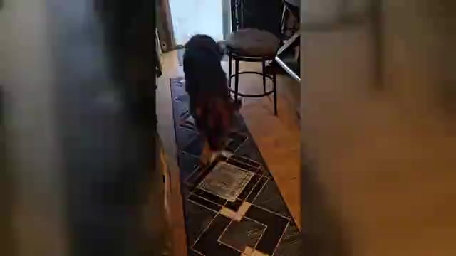 Video preview image #3 German Shepherd Dog Puppy For Sale in LA FAYETTE, NY, USA