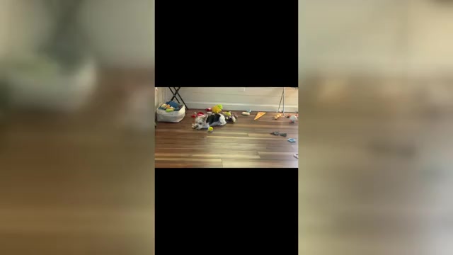 Video preview image #1  Breeder Profile in CLAYTON, GA, USA